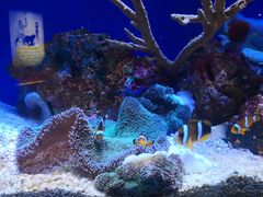 -上海海洋水族馆