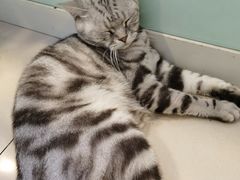-平行世界·猫咖(首经贸店)