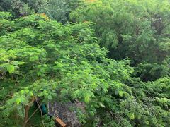 -西双版纳融创皇冠假日度假酒店