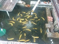 -Local泰莲庭(虹鳟鱼店)