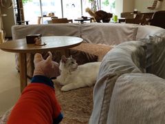 -藏猫猫咖啡主题馆(中央大道店)