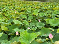 -宁波杭州湾国家湿地公园