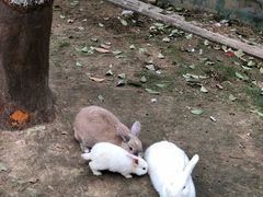 -合肥滨湖国家森林公园