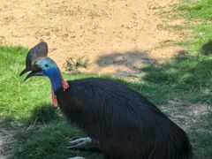 -西霞口神雕山野生动物世界