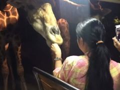 -清迈夜间动物园