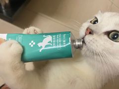 -lincat·猫舍(广州店)