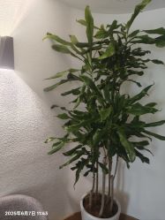 -薇薇安花系SPA