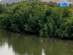 -大亚湾红树林城市湿地公园