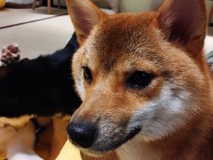 -逗柴咖啡屋·狗咖猫咖宠物桌游