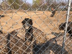 -宿豫区运河湾森林动物园