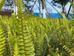 -铁山坪森林公园