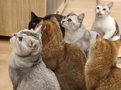 -有喵·猫咖·狗咖·30几只猫10只小狗(岗厦店)