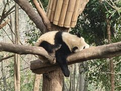 -成都大熊猫繁育研究基地