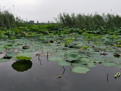 -白洋淀景区
