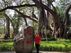 -瑞丽独树成林风景区