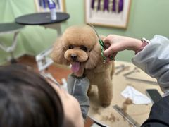 -鑫艺宠物美容培训学校