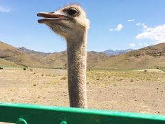 -新疆天山野生动物园