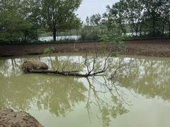 -泗洪洪泽湖湿地景区