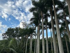 -深圳仙湖植物园