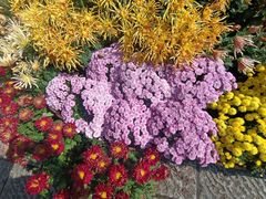 -杭州植物园