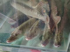-煲来饱去冷水鱼