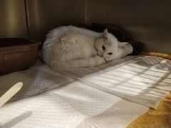 -宠爱国际动物医院· 猫科· 外科·中兽医(长白店)