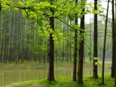 -黄海国家森林公园