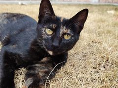 -宠物星动物医院·眼科·异宠·猫科(江南大道总院)