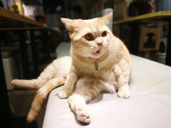 -小时光咖啡馆(开森度假森林店)