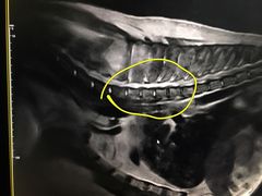 -北京派仕佳德动物医院·超导核磁·CT·神经科·骨科·内外科·急重症管理中心