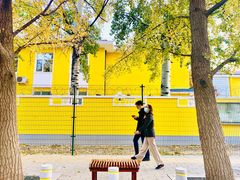 -三里屯东五街银杏大道