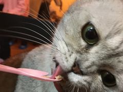 -李小姐の猫咖啡馆(五角场店)