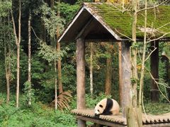 -中国大熊猫保护研究中心雅安碧峰峡基地