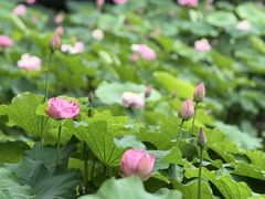 -陈家山荷花公园