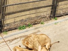 -大连森林动物园