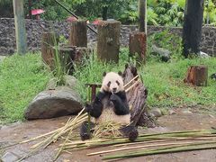 -都江堰中华大熊猫苑