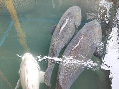 -蓝湾碧波·老字号·疍家非遗海上餐厅