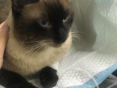 -宠颐生中康贝怡动物医院