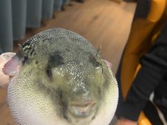 -鲐赏河豚(长寿店)