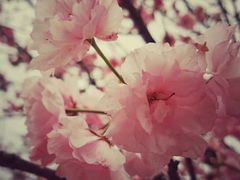 樱花-天适樱花悠乐园