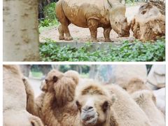 -广州长隆野生动物世界