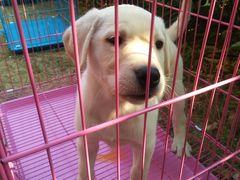 -翊宠yipet猫狗购宠庄园犬舍•猫舍