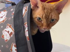 -德元·美联众合24小时动物医院(总院)