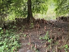 -溱湖国家湿地公园