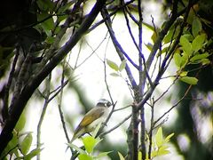 -西湖风景区-江洋畈生态公园