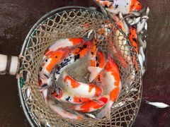 -金陵花卉交易市场