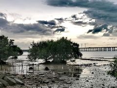 -宝安西湾红树林湿地公园
