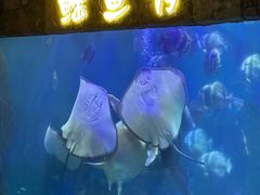 -合肥海洋世界