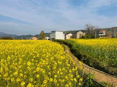 -桑洲油菜花景区