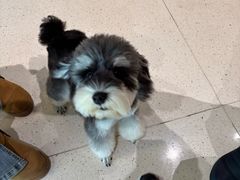 -帕帕拉兹宠物(亚洲旗舰店)